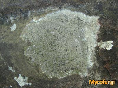 Grijsgroene steenkorst (licheen)