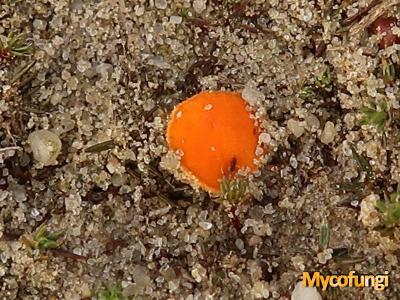 Groot oranje mosschijfje (ascomyceet)