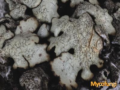 Lichenostigma cosmopolites (licheen parasiet)