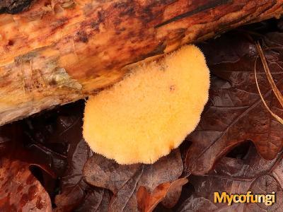 Oranje oesterzwam (plaatjeszwam)