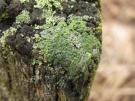 groene veenkorst (licheen)