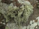 Ramalina crispatula (licheen)