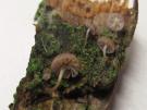 Lilabruine schorsmycena (plaatjeszwam)