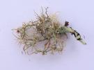Biatoropsis usnearum (licheen parasiet)
