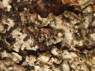 Lichenochora obscuroides (licheen parasiet)