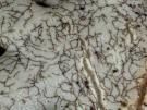 Lichenostigma cosmopolites (licheen parasiet)