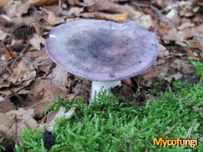 Berijpte russula (plaatjeszwam)