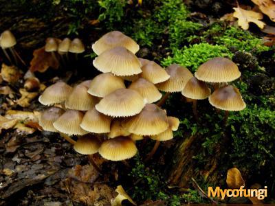 Bundelchloormycena (plaatjeszwam)