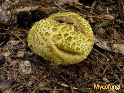 Gele aardappelbovist (buikzwam)