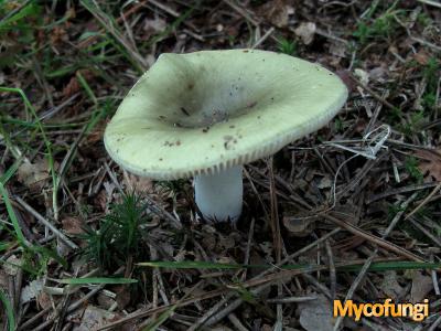 Groene  berkenrussula (plaatjeszwam)