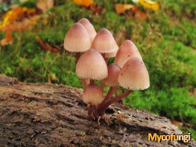 Grote bloedsteelmycena (plaatjeszwam)