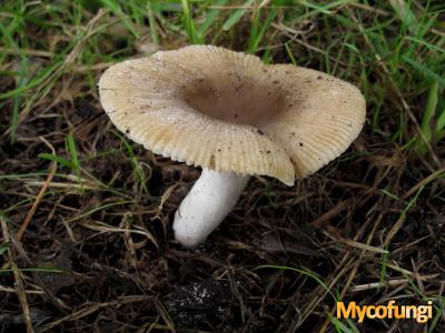 Onsmakelijke kamrussula (plaatjeszwam)