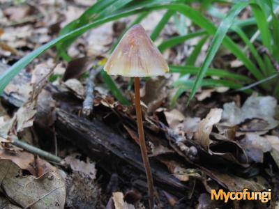 Prachtmycena (plaatjeszwam)