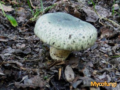 Ruwe russula (plaatjeszwam)