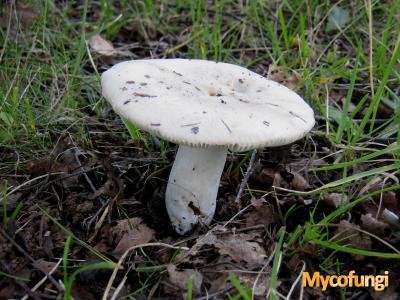 Witte Russula (plaatjeszwam)