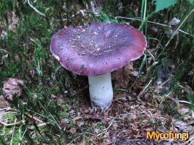 Zwartpurperen russula (plaatjeszwam)