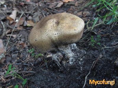 Wortelende aardappelbovist (buikzwam)