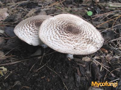 Panterchampignon (plaatjeszwam)