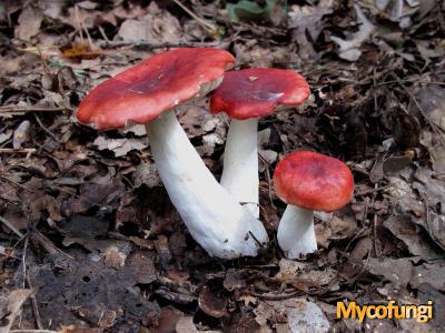 Gewone braakrussula (plaatjeszwam)