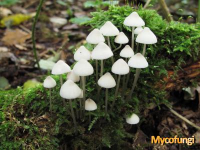 Melksteelmycena var candida (plaatjeszwam)