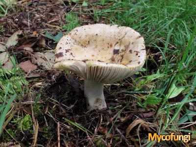 Grofplaatrussula (plaatjeszwam)