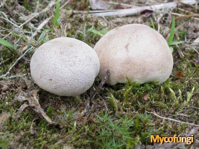 Kleine bovist (buikzwam)