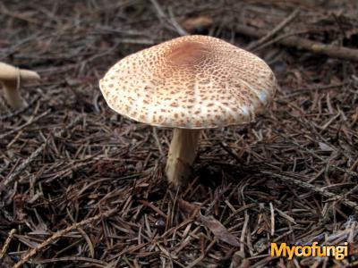 Parasolzwam Lepiota kuehneri (plaatjeszwam)