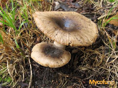 Bittere kamrussula (plaatjeszwam)