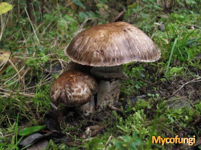 Gordelchampignon (plaatjeszwam)