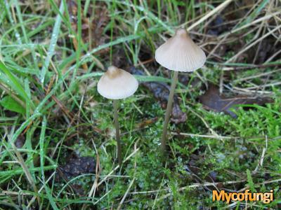 Papilmycena (plaatjeszwam)