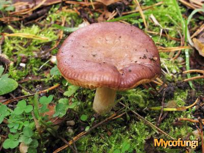 Kleine berkenrussula (plaatjeszwam)