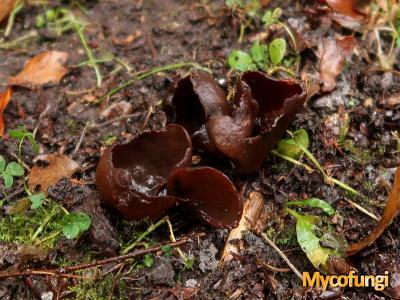 Donker hazenoor (ascomyceet)