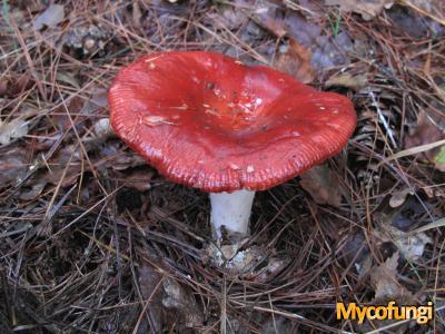 Grote braakrussula (plaatjeszwam)