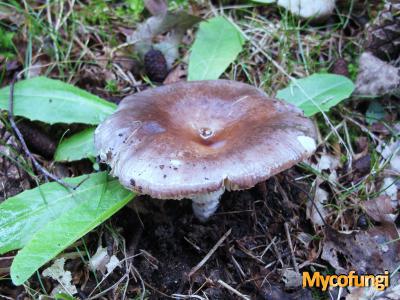 Violetgroene russula (plaatjeszwam)