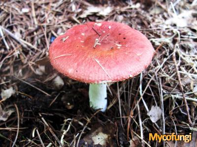 Schotelrussula (plaatjeszwam)