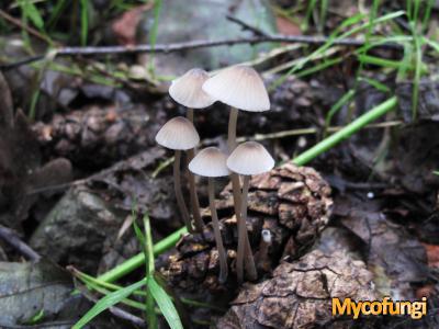 Melksteelmycena (plaatjeszwam)