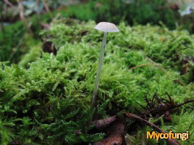 Slijmsteelmycena (plaatjeszwam)