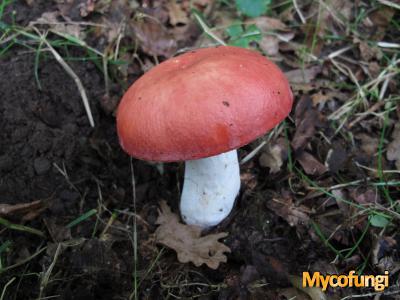 Kleibosrussula (plaatjeszwam)