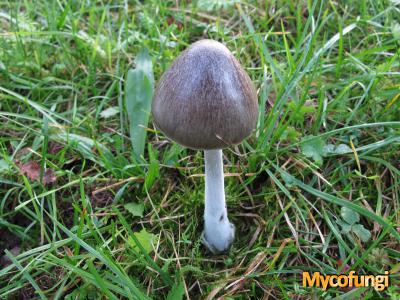 Gewone beurszwam (grijze vorm) (plaatjeszwam)