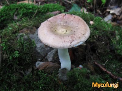 Roze berkenrussula (plaatjeszwam)