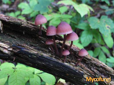 Kleine bloedsteelmycena (plaatjeszwam)