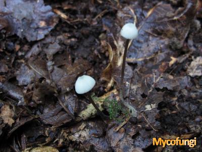 Suikermycena (plaatjeszwam)