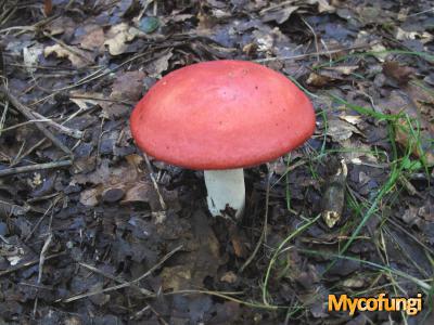 Loofbosbraakrussula (plaatjeszwam)