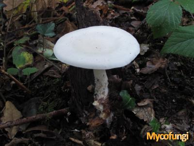 Grote molenaar (plaatjeszwam)