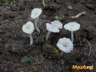 Trechtermycena (plaatjeszwam)