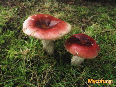 Vissige eikenrussula (plaatjeszwam)