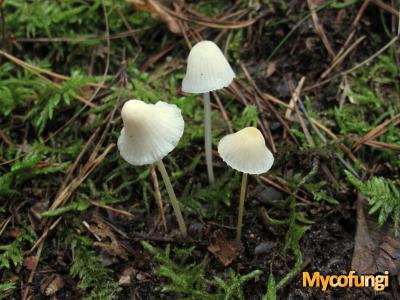 Bleekgele mycena (plaatjezwam)