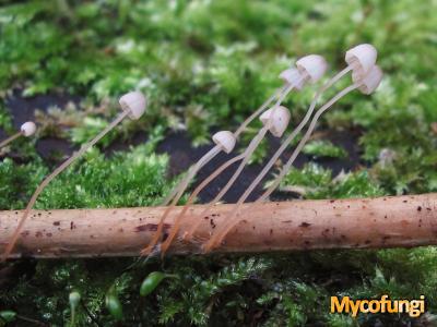 Varenmycena (plaatjeszwam)