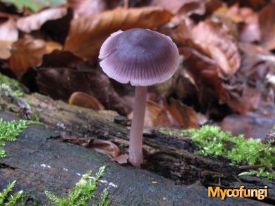 Purpersnede mycena (plaatjeszwam)