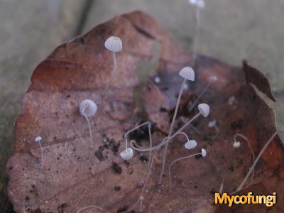 Kleine beukenbladmycena (plaatjeszwam)